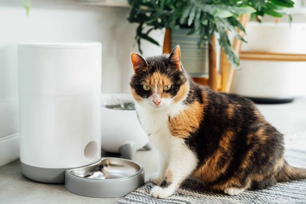 Les fontaines à eau pour chat sont-elles faciles à entretenir?
