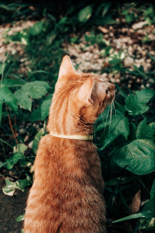 Quels conseils pour concevoir un jardin sensoriel pour enfants avec troubles du spectre autistique ?