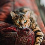 short-fur orange and black cat